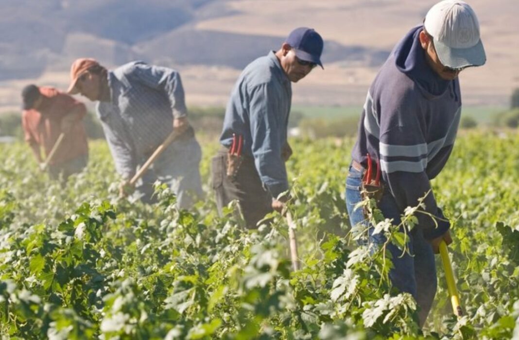 Braccianti-agricoli